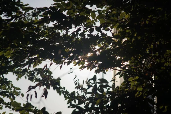 Auringonvalon Lähikuva Joka Säteilee Puun Vihreiden Lehtien Läpi — kuvapankkivalokuva