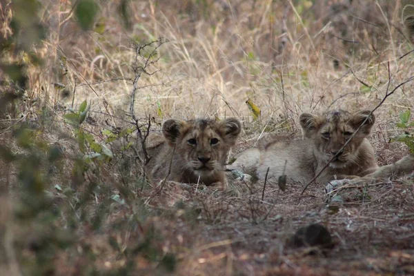 Zwei Junge Löwen Liegen Auf Der Wiese Und Blicken Die — Stockfoto