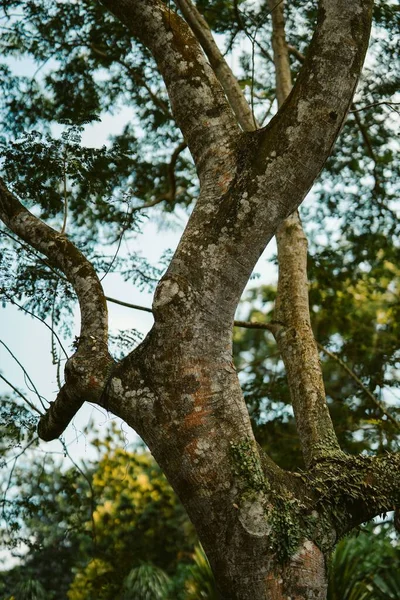Eine Vertikale Aufnahme Einer Baumrinde Die Einem Park Singapur Nach — Stockfoto