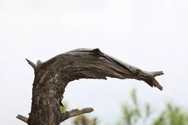 乾燥した木の湾曲した枝 — ストック写真