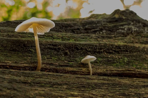 Closeup Freshly Grown Mushrooms Tree Forest — Stock Photo, Image