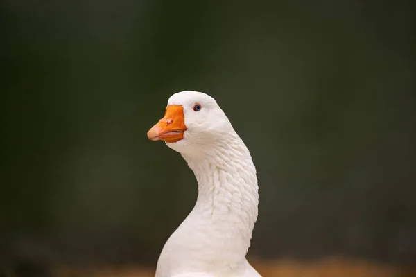 Egy Közeli Felvétel Egy Fehér Kacsáról Homályos Háttérben — Stock Fotó