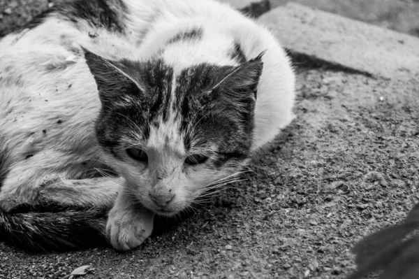 Egy Szürkeárnyalatú Közelkép Egy Kóbor Macskáról Aki Földön Fekszik — Stock Fotó