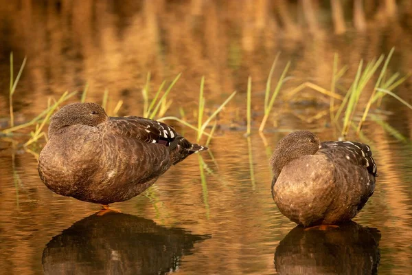 Uma Bela Foto Dois Patos Negros Africanos Lago — Fotografia de Stock