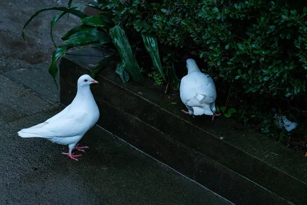 Closeup Shot Two White Domestic Pigeons — Stock Photo, Image