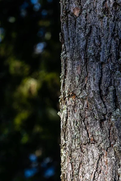 森の中の木の樹皮の垂直閉鎖 — ストック写真