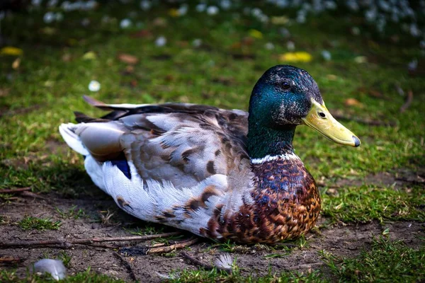 野鸭在绿草上休息的一种德雷克野鸭 背景模糊不清 — 图库照片