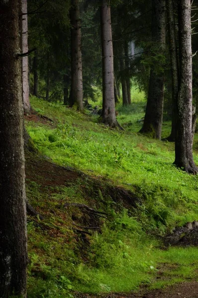 森の中のモミの木の垂直ショット — ストック写真
