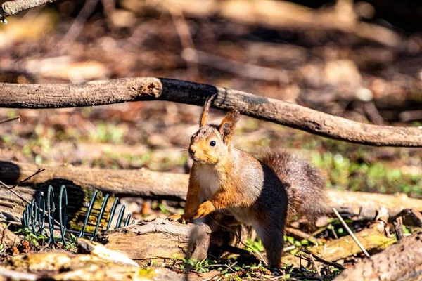 Closeup Shot Squirrel Found Roaming Wilderness Sunny Day — Stock Photo, Image