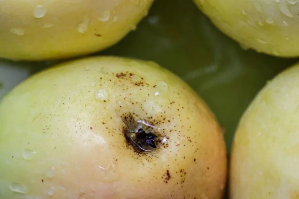 Top View Green Apples Pero Bravo Esmolfe Species Washed Fresh — Stock Photo, Image