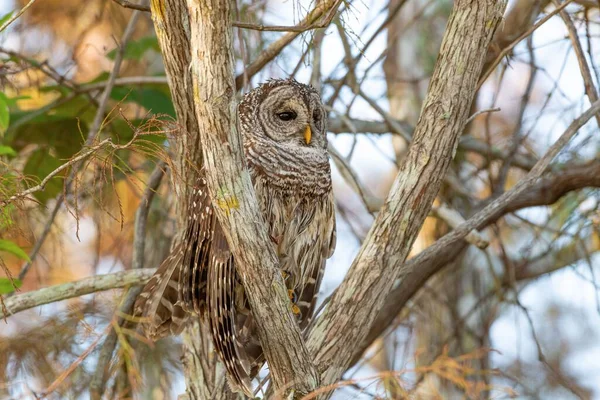 Ένα Όμορφο Barred Owl Strix Varia Στηρίζεται Στο Δέντρο Στο — Φωτογραφία Αρχείου