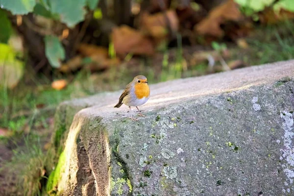 一只欧洲知更鸟在森林岩石上的特写镜头 — 图库照片