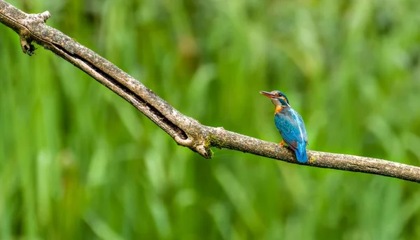Close Pássaro Kingfisher Empoleirado Galho Árvore — Fotografia de Stock