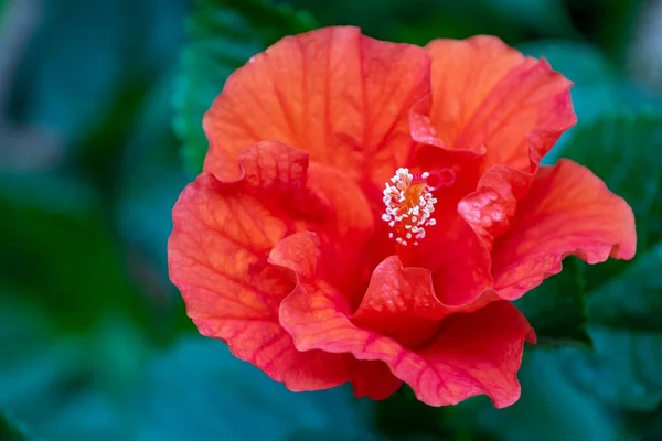 Eine Nahaufnahme Einer Roten Hibiskusblüte — Stockfoto