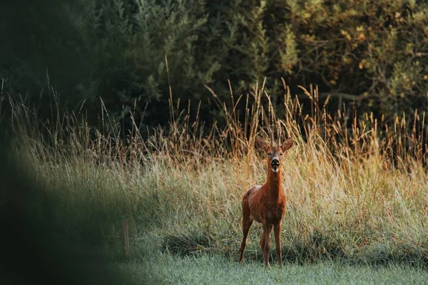 スウェーデンの森の長いハーブに立っている1匹の鹿と探して — ストック写真