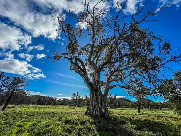 Огромное Дерево Растущее Поле Покрытом Зеленью Солнечным Светом Голубым Облачным — стоковое фото