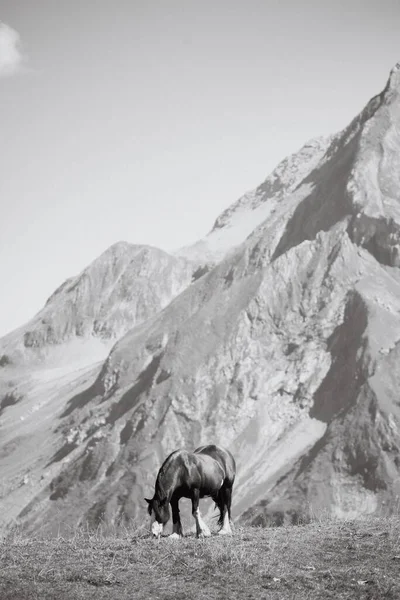 Μια Κάθετη Βολή Αλόγων Που Βόσκουν Κοντά Στα Βουνά Στο — Φωτογραφία Αρχείου