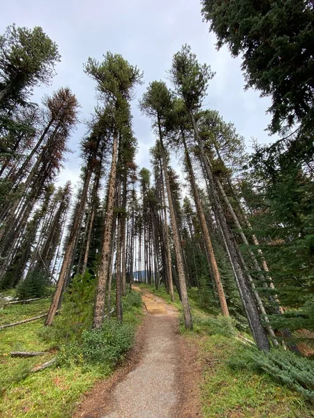 Szlak Lesie Wysokimi Drzewami — Zdjęcie stockowe