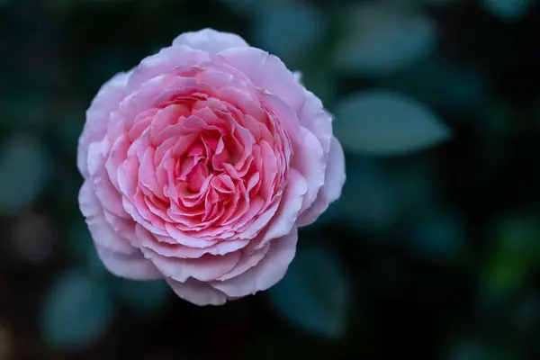 Eine Nahaufnahme Einer Blühenden Rosa Blume Vor Verschwommenem Hintergrund — Stockfoto