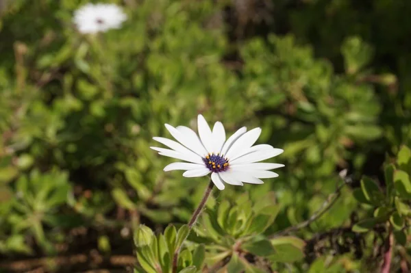 Eine Nahaufnahme Einer Weißen Gänseblümchenblume Einem Garten Einem Hellen Sonnigen — Stockfoto