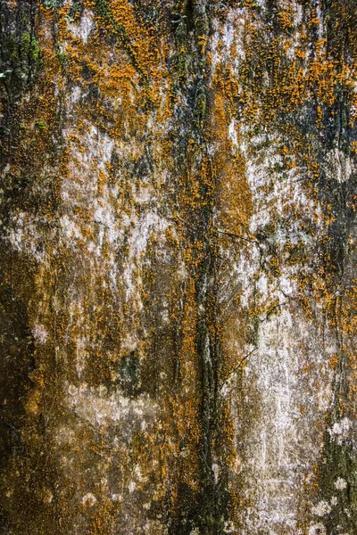 黄色の地衣類に覆われた木の幹の垂直 壁紙に最適です — ストック写真