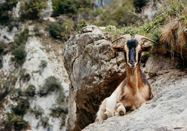 Goat Capra Staring Camera Cares Trail Picos Europa Asturias Spain — Stock Photo, Image