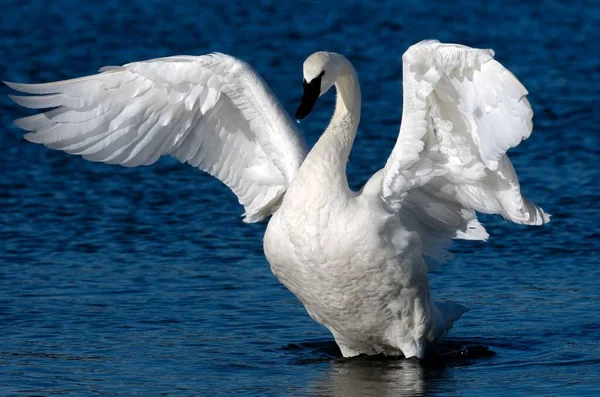 湖の上に広い翼を持つ優雅なトランペッター白鳥のクローズアップ — ストック写真