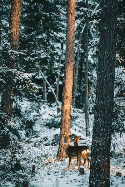 Uma Vista Panorâmica Vertical Veado Majestoso Uma Floresta Mágica Inverno — Fotografia de Stock