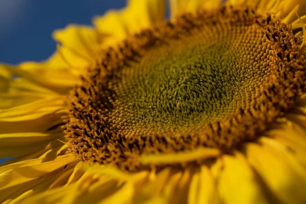Eine Nahaufnahme Der Sonnenblumenscheibenröschen — Stockfoto