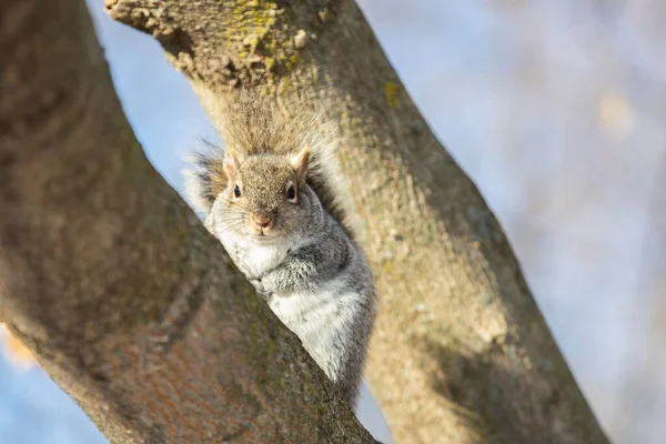 Nahaufnahme Eines Östlichen Grauhörnchens Auf Einem Baum Wald — Stockfoto