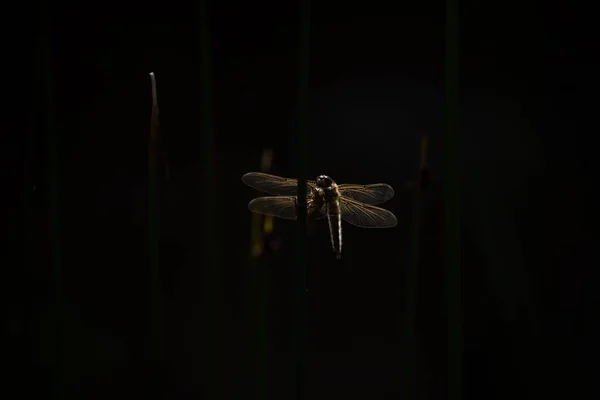 Eine Großaufnahme Einer Libelle Auf Einem Der Dunkelheit Erleuchteten Pflanzenstamm — Stockfoto