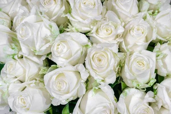 Φρέσκο Φυσικό Φόντο Από Όμορφα Λευκά Τριαντάφυλλα Φόντο Της Φύσης — Φωτογραφία Αρχείου