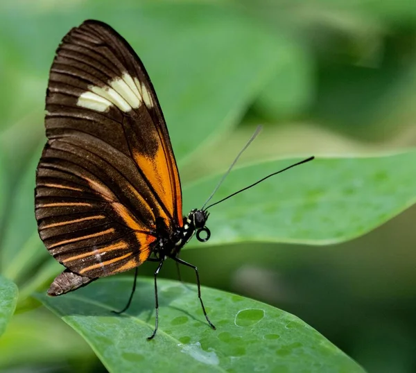 Ένα Κοντινό Πλάνο Μιας Πεταλούδας Μηχανίτις Ένα Φυτό — Φωτογραφία Αρχείου
