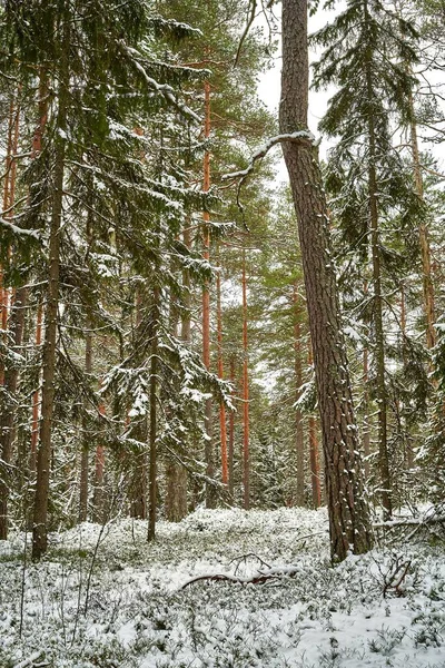Neige Fraîchement Tombée Forêt Belle Lumière Atmosphère — Photo