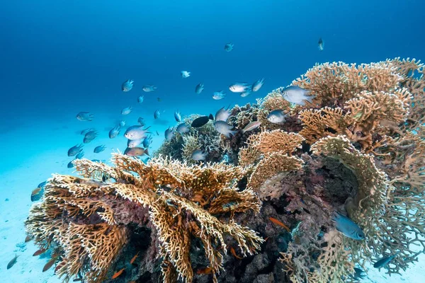 Вид Красиву Рибу Плаває Навколо Коралів Під Морем — стокове фото