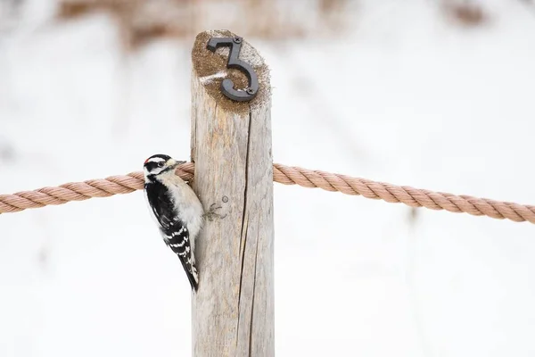 Detailní Záběr Downy Woodpecker Sedí Dřevěném Drátěném Plotě Zimní Zahradě — Stock fotografie