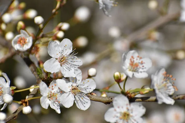 Een Macro Shot Van Een Pruimenboom Met Witte Bloem Bloesems — Stockfoto