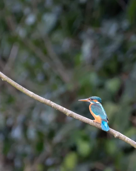 Tiro Vertical Kingfisher Azul Uma Árvore Isolada Fundo Embaçado — Fotografia de Stock