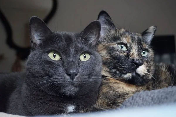 Ένα Κοντινό Πλάνο Δύο Γάτες Κάθονται Άνετα Μία Δίπλα Στην — Φωτογραφία Αρχείου