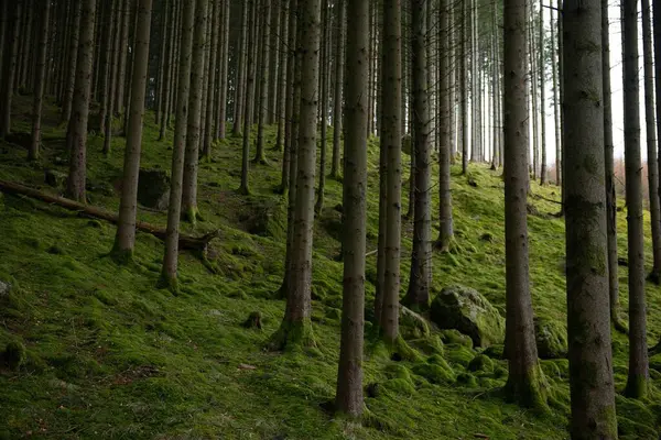 Tagsüber Wald Mit Hohen Bäumen Und Moos — Stockfoto