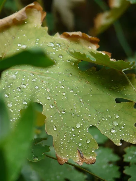 Vertical Shot Rain Drops Green Leaf — Stock Photo, Image