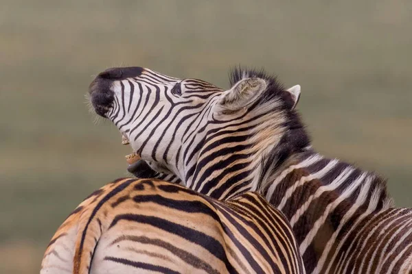 Krásný Záběr Dvou Zebry Divočině Přírodní Rezervaci Rietvlei Jižní Africe — Stock fotografie