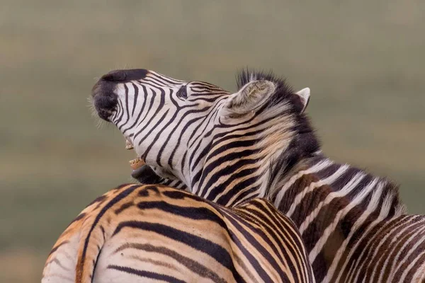 Una Hermosa Toma Dos Cebras Naturaleza Reserva Natural Rietvlei Sudáfrica — Foto de Stock