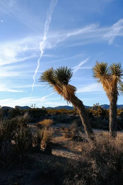 Чудовий Краєвид Пустелі Каліфорнії Сша — стокове фото