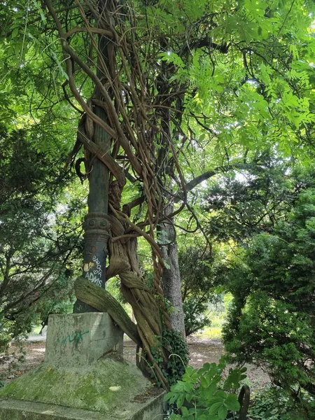 Старые Зеленые Деревья Скрученные Вместе Cismigiu Gardens Парк Бухаресте Румыния — стоковое фото