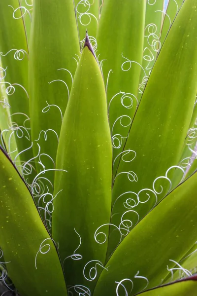 Een Verticaal Shot Van Een Frisse Lange Agave Plant — Stockfoto