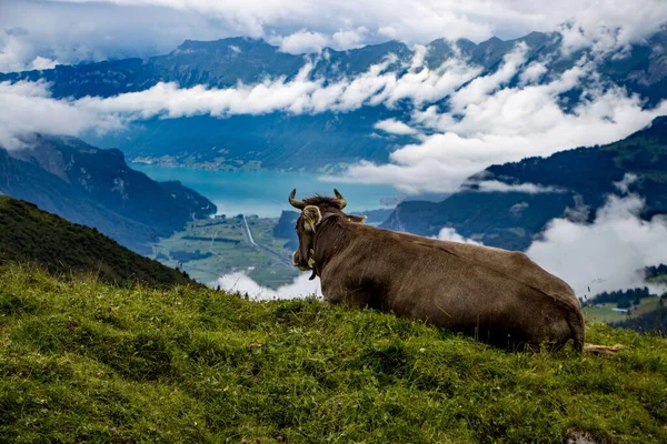 Piękne Ujęcie Krowy Szczycie Góry Szwajcarii — Zdjęcie stockowe