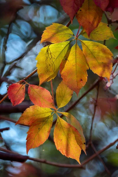 Крупный План Осенних Листьев Дереве — стоковое фото