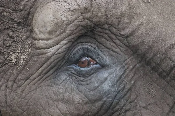 Ujęcie Bliska Oka Słonia — Zdjęcie stockowe