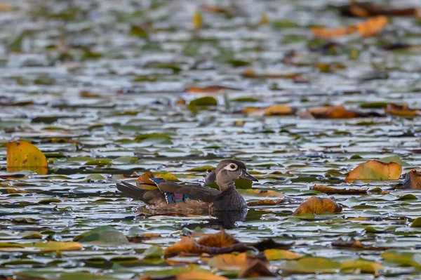 Pato Madeira Fêmea Aix Sponsa Flutuando Lago — Fotografia de Stock